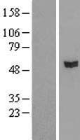 RASGEF1A Human Over-expression Lysate