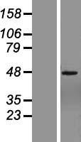 ZNF485 Human Over-expression Lysate