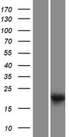 LRTOMT Human Over-expression Lysate