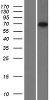 Rhotekin 2 (RTKN2) Human Over-expression Lysate