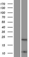 HMGB4 Human Over-expression Lysate