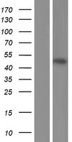 APOL3 Human Over-expression Lysate