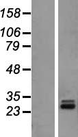 MRPL10 Human Over-expression Lysate