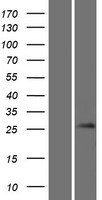 Gsh1 (GSX1) Human Over-expression Lysate