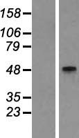 GCNT2 Human Over-expression Lysate