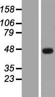SSBP3 Human Over-expression Lysate