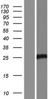 APOBEC3A Human Over-expression Lysate