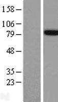FE65 (APBB1) Human Over-expression Lysate