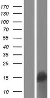 SPANXA2 Human Over-expression Lysate