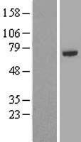 TRAF5 Human Over-expression Lysate