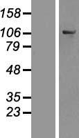 OSBPL6 Human Over-expression Lysate