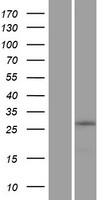 ZNF511 Human Over-expression Lysate