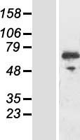 RIOK3 Human Over-expression Lysate