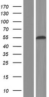 RBFOX1 Human Over-expression Lysate