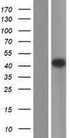 IL11RA Human Over-expression Lysate
