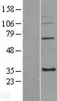MRPL4 Human Over-expression Lysate