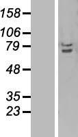 CIKS (TRAF3IP2) Human Over-expression Lysate