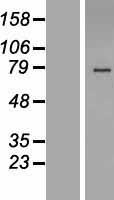 HS6ST2 Human Over-expression Lysate
