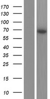 PPIL2 Human Over-expression Lysate