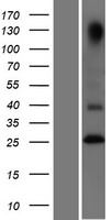 TNFRSF18 Human Over-expression Lysate