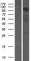 Ataxin 2 like (ATXN2L) Human Over-expression Lysate