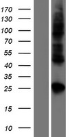 CLDN19 Human Over-expression Lysate