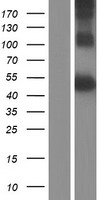 DR3 (TNFRSF25) Human Over-expression Lysate