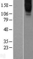 GPRC6A Human Over-expression Lysate
