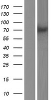 PPEF1 Human Over-expression Lysate