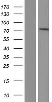 PPEF1 Human Over-expression Lysate