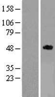 TNFRSF19L (RELT) Human Over-expression Lysate