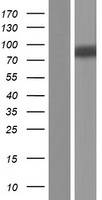 LONRF1 Human Over-expression Lysate