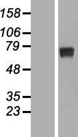 RPUSD2 Human Over-expression Lysate