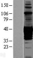 CDC42EP1 Human Over-expression Lysate