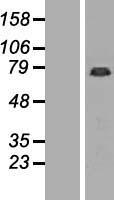 GAS2L1 Human Over-expression Lysate