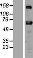 ZNF276 Human Over-expression Lysate