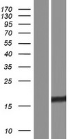RMI2 Human Over-expression Lysate