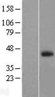 FAM55A (NXPE1) Human Over-expression Lysate