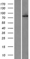 LARGE2 Human Over-expression Lysate