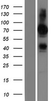 FRMD6 Human Over-expression Lysate