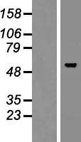 TBX15 Human Over-expression Lysate