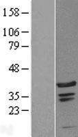 C1orf131 Human Over-expression Lysate