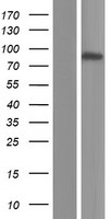KLHDC7A Human Over-expression Lysate