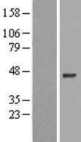 ZNF684 Human Over-expression Lysate