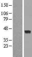 MAB21L3 Human Over-expression Lysate