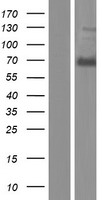 ANKLE1 Human Over-expression Lysate