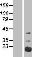 FAM210A Human Over-expression Lysate