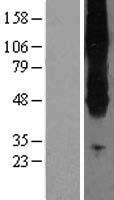 SLC43A2 Human Over-expression Lysate