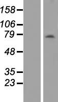 ANKRD13B Human Over-expression Lysate