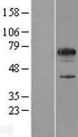 C17orf46 (SPATA32) Human Over-expression Lysate